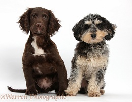 Tricolour merle Daxiedoodle dog and Cocker Spaniel