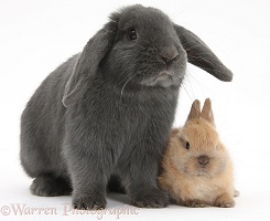Blue lop rabbit and baby Netherland Dwarf bunny