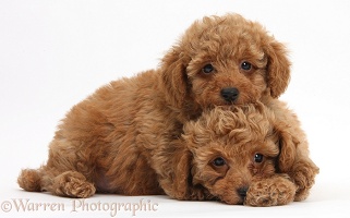 Two cute red Toy Poodle puppies