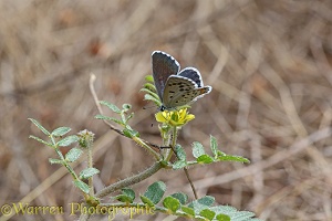 Chequered Blue butterfly
