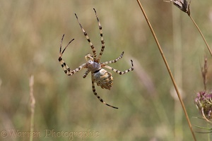Lobed Argiope spider