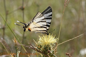 Scarce Swallowtail butterfly