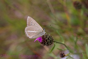 Anomalous Blue butterfly