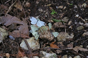 Wood White butterflies