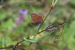 Scarce Copper Butterfly female