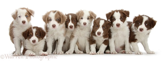 Eight cute lilac and chocolate Border Collie puppies