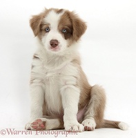 Cute lilac Border Collie puppy, 7 weeks old