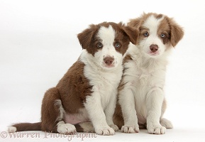 Two cute lilac and chocolate Border Collie puppies