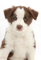 Cute chocolate Border Collie puppy, 7 weeks old