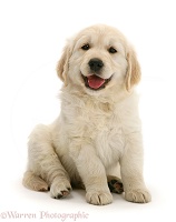 Smiley Golden Retriever puppy