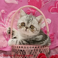 Exotic kitten in a pink basket