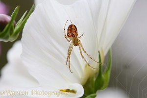 Orb-web spider on Cosmos flower