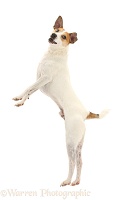 Jack Russell leaping