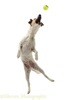 Jack Russell leaping to catch a ball