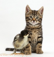 Tabby kitten and chick