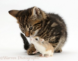 Tabby kitten and Roborovski Hamster