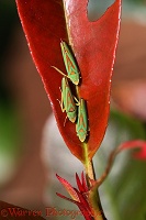 Rhododendron Leaf hoppers on Photinia leaf