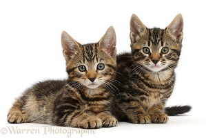 Two tabby kittens