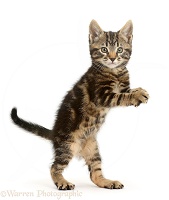 Tabby kitten standing up