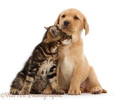 Tabby kitten rubbing against cute Yellow Labrador puppy