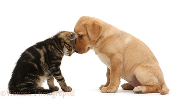 Tabby kitten head to head with cute Labrador puppy