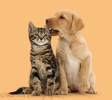 Cute Labrador puppy whispering in the ear of tabby kitten