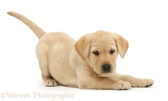 Cute Yellow Labrador puppy in play-bow