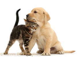 Tabby kitten rubbing against cute Yellow Labrador puppy