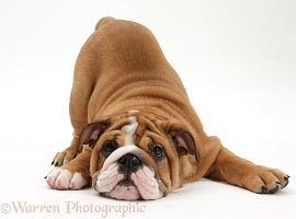 Playful Bulldog pup, 11 weeks old, in play-bow