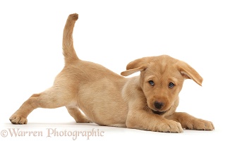 Cute Yellow Labrador puppy in play-bow