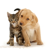 Tabby kitten with cute Yellow Labrador puppy