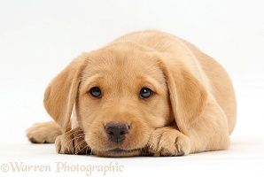 Cute Yellow Labrador puppy lying