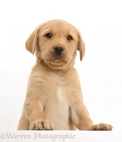 Cute Yellow Labrador puppy with paws over