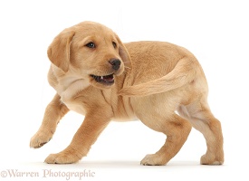 Playful Yellow Labrador Retriever puppy