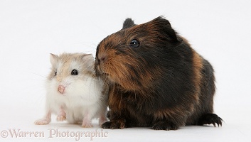 Baby Guinea pig and cute Roborovski Hamster