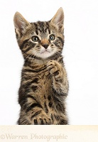 Tabby kitten with paws over