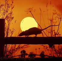 Brown Rat at sunset