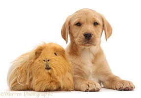 Yellow Labrador Retriever puppy and ginger Guinea pig