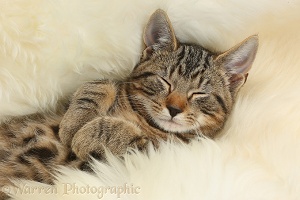 Tabby kitten sleeping on a fluffy rug