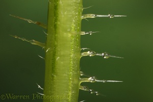 Stinging hairs on a nettle stem