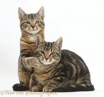 Tabby cats relaxing together