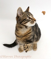 Tabby kitten watching a falling bit of cat food