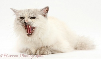 Birman cat