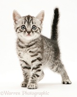 Silver tabby British Shorthair kitten standing