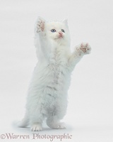 White kitten reaching up
