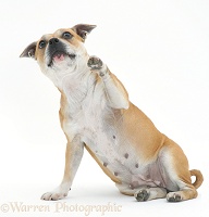 Staffordshire Bull Terrier with raised paw, pointing