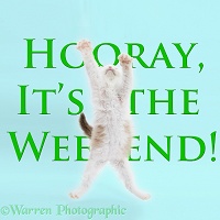 Hooray weekend kitten