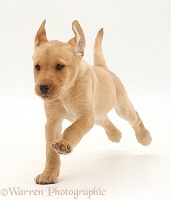 Cute Yellow Labrador puppy running