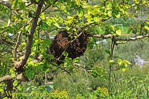 Swarm of bees in a mulberry tree