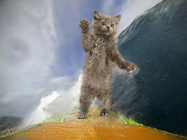 Surfing cat selfie